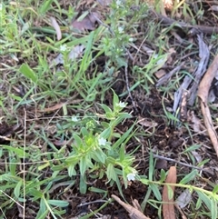 Buglossoides arvensis at Campbell, ACT - 20 Oct 2024 10:08 AM