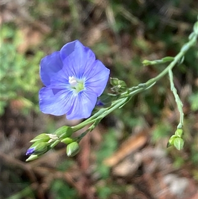 Linum marginale (Native Flax) at Campbell, ACT - 20 Oct 2024 by SilkeSma