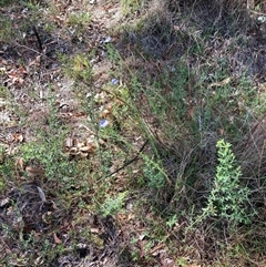 Linum marginale at Campbell, ACT - 20 Oct 2024 09:48 AM