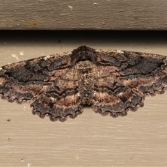 Pholodes sinistraria at Downer, ACT - 20 Oct 2024 by RobertD