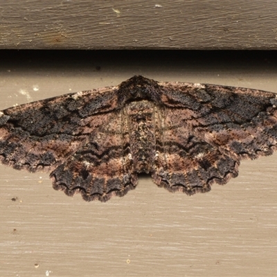 Pholodes sinistraria (Sinister or Frilled Bark Moth) at Downer, ACT - 20 Oct 2024 by RobertD