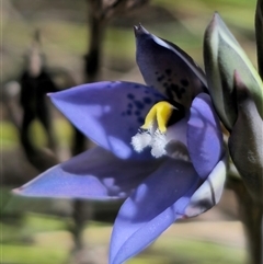 Thelymitra simulata (Graceful Sun-orchid) at Captains Flat, NSW - 20 Oct 2024 by Csteele4