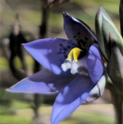 Thelymitra simulata (Graceful Sun-orchid) at Captains Flat, NSW - 20 Oct 2024 by Csteele4