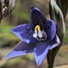 Thelymitra simulata at Captains Flat, NSW - suppressed