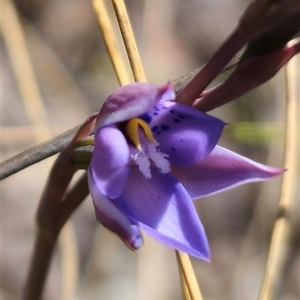 Thelymitra simulata at Captains Flat, NSW - 20 Oct 2024