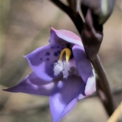 Thelymitra simulata at Captains Flat, NSW - 20 Oct 2024