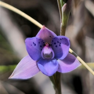 Thelymitra juncifolia at Captains Flat, NSW - suppressed