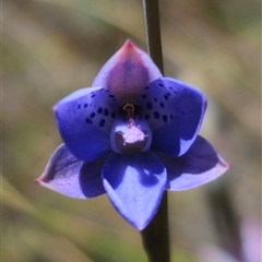 Thelymitra juncifolia at Captains Flat, NSW - suppressed