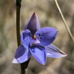 Thelymitra juncifolia at Captains Flat, NSW - suppressed