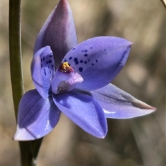 Thelymitra juncifolia at Captains Flat, NSW - suppressed