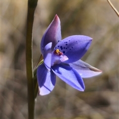 Thelymitra juncifolia at Captains Flat, NSW - suppressed