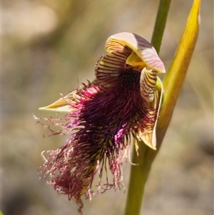 Calochilus robertsonii at Captains Flat, NSW - suppressed