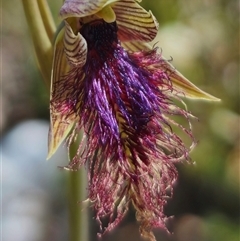 Calochilus robertsonii at Captains Flat, NSW - suppressed