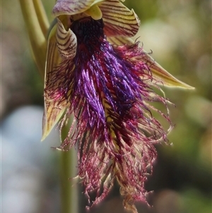 Calochilus robertsonii at Captains Flat, NSW - suppressed