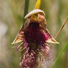 Calochilus robertsonii at Captains Flat, NSW - suppressed