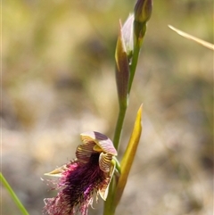 Calochilus robertsonii at Captains Flat, NSW - suppressed