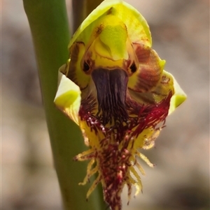 Calochilus montanus at suppressed - suppressed