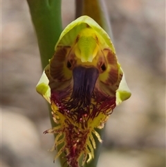 Calochilus montanus at suppressed - suppressed