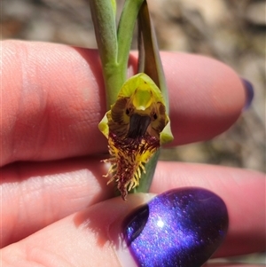 Calochilus montanus at suppressed - suppressed