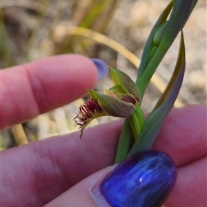 Calochilus montanus at suppressed - 20 Oct 2024