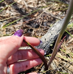 Calochilus montanus at suppressed - 20 Oct 2024