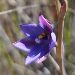 Thelymitra ixioides at Captains Flat, NSW - suppressed