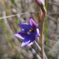 Thelymitra ixioides at Captains Flat, NSW - 20 Oct 2024