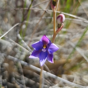 Thelymitra ixioides at Captains Flat, NSW - suppressed