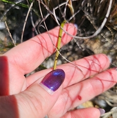 Thelymitra ixioides at Captains Flat, NSW - suppressed