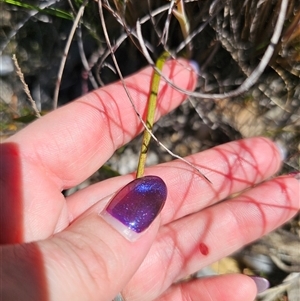 Thelymitra ixioides at Captains Flat, NSW - suppressed