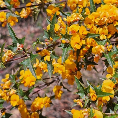 Podolobium ilicifolium (Prickly Shaggy-pea) at Monga, NSW - 20 Oct 2024 by MatthewFrawley