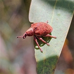 Gonipterus scutellatus (Eucalyptus snout beetle, gum tree weevil) at Monga, NSW - 20 Oct 2024 by MatthewFrawley