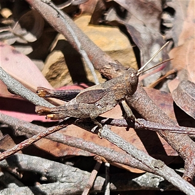 Unidentified Grasshopper (several families) at Monga, NSW - 20 Oct 2024 by MatthewFrawley