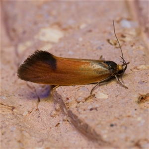 Delexocha ochrocausta at Harrison, ACT - suppressed