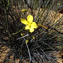 Unidentified Other Wildflower or Herb at Kalbarri National Park, WA - 11 Sep 2024 by Paul4K