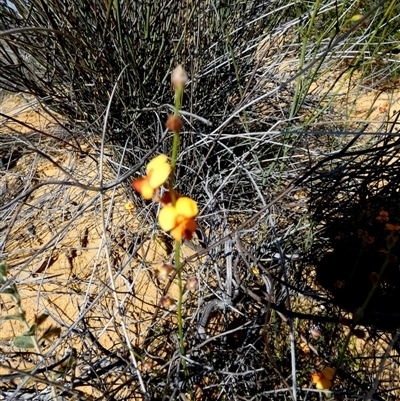 Unidentified Other Wildflower or Herb at Kalbarri National Park, WA - 11 Sep 2024 by Paul4K