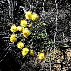 Waitzia acuminata at Kalbarri National Park, WA - 11 Sep 2024 by Paul4K