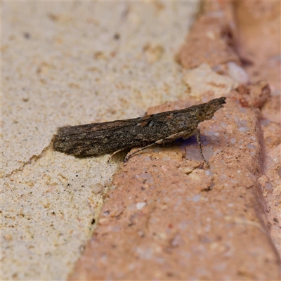 Crocydopora cinigerella (A Pyralid moth) at Harrison, ACT - 19 Oct 2024 by DPRees125