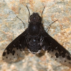 Anthrax maculatus at Tennent, ACT - 20 Oct 2024