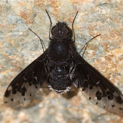 Anthrax maculatus (A bee fly) at Tennent, ACT - 20 Oct 2024 by patrickcox