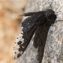 Anthrax maculatus at Tennent, ACT - 20 Oct 2024 11:00 AM