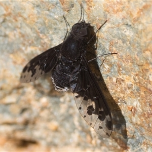 Anthrax maculatus at Tennent, ACT - 20 Oct 2024