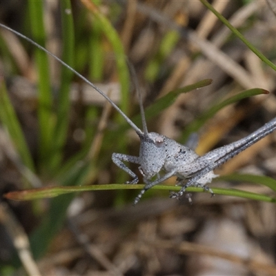 Lanciana montana (Montane Ground Shield-back) at Tennent, ACT - 20 Oct 2024 by patrickcox