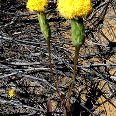 Unidentified Other Wildflower or Herb at Kalbarri National Park, WA - 11 Sep 2024 by Paul4K