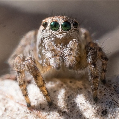 Maratus proszynskii (Peacock spider) at Tennent, ACT - 19 Oct 2024 by patrickcox