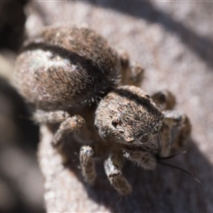 Maratus proszynskii at Tennent, ACT - 20 Oct 2024