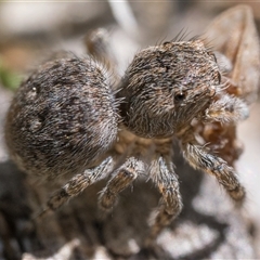 Maratus proszynskii at Tennent, ACT - 20 Oct 2024