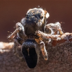 Maratus proszynskii at Tennent, ACT - 20 Oct 2024