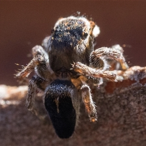 Maratus proszynskii at Tennent, ACT - 20 Oct 2024