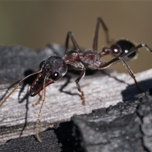 Myrmecia simillima at Tennent, ACT - 20 Oct 2024 10:00 AM